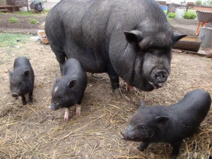 Îngrășarea vânatului și a altor rase de porci pentru carne