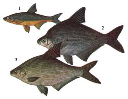 Norme de gătit de bază pe bază de pește fierte și slabe