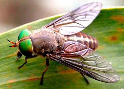 Gadfly, insectă, gadfly, zbura, ticăloșie, animale
