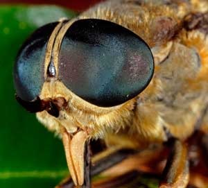 Gadfly, insectă, gadfly, zbura, ticăloșie, animale