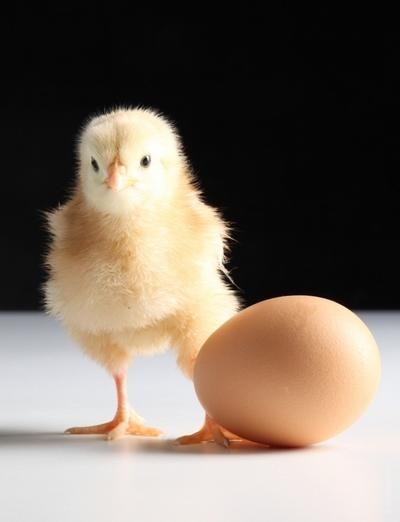Despre răul și beneficiile mascilor de ouă pentru ou și păr