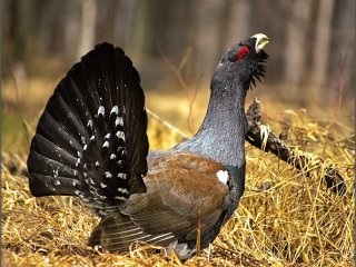 Vânătoare de căluș de lemn în toamnă