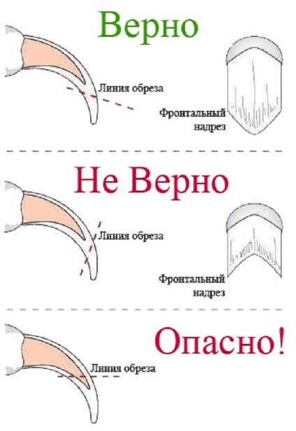 Фризьор за животни, защо котките се нуждаят ноктите изрязани