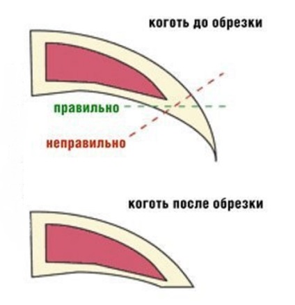 Фризьор за животни, защо котките се нуждаят ноктите изрязани