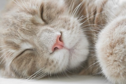 Coafor pentru animale, de ce pisicile trebuie să-și taie ghearele