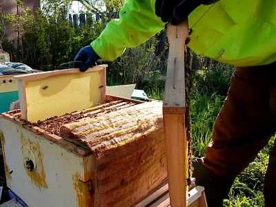 Albinele în luna mai lucrează în furaj
