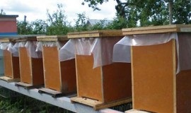 Albinele în luna mai lucrează în furaj