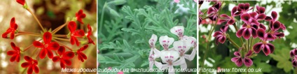 Specii de Pelargonium, varietăți, grupuri - un sit despre plante