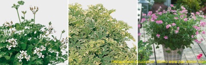Specii de Pelargonium, varietăți, grupuri - un sit despre plante