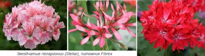 Specii de Pelargonium, varietăți, grupuri - un sit despre plante