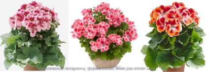 Specii de Pelargonium, varietăți, grupuri - un sit despre plante