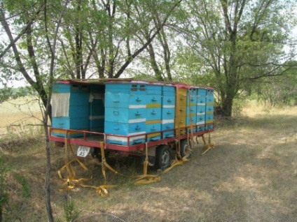 Imagine și organizare mobilă de porumbei nomazi