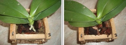 Transplantați o orhidee într-un coș - este garantată înflorirea luxuriantă
