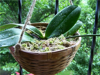 Transplantați o orhidee într-un coș - este garantată înflorirea luxuriantă