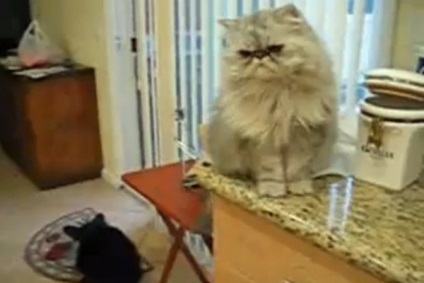 A perzsa macska kiszabadította a süteményeket egy dobozból, és táplálta nekik a barátját