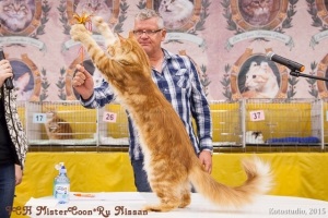 Pat, rasa, spectacol - ce clasă pentru a cumpăra o pisicuta Maine Coon Maine Coon Canisa domnul Kun