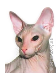 Peterbald (Sphynx din St. Petersburg)