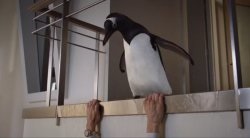 Pinguinii lui Mr. Popper caută gratuit în calitate bună ca online