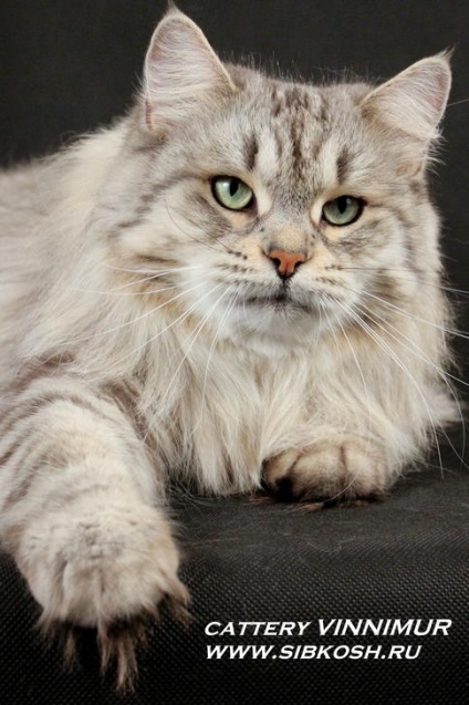 Pet macska - karamella szibériai duchy - tyrych - szibériai macska - kisállat