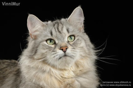 Pet macska - karamella szibériai duchy - tyrych - szibériai macska - kisállat