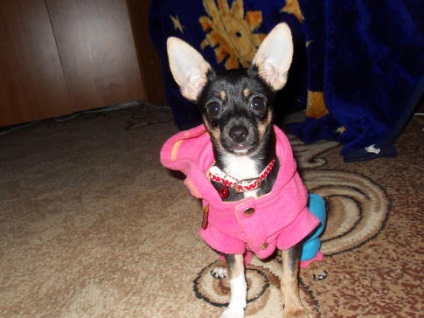 Câine de companie - Nyusha - Busya - Chihuahua - site pentru animale de companie