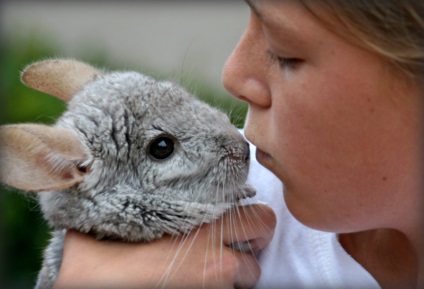 Kennel pentru chinchilla de reproducere la Moscova