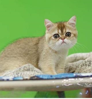 Cattery of Scottish pisici mccrae lume - cum să facă o pisică afectuos secrete de părinte adecvate