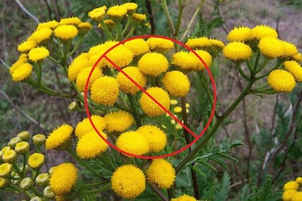 Tansy de la paraziți, cum să luați rețete și contraindicații