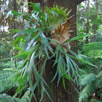 Platycerium (coarne de cerb) - îngrijire la domiciliu