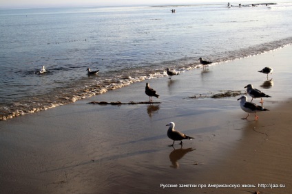 Plaja Malibu din California - notele rusești despre viața americană