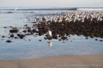 Plaja Malibu din California - notele rusești despre viața americană