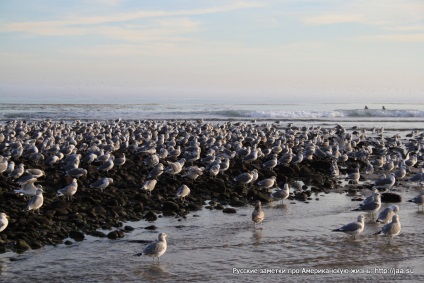 Plaja Malibu din California - notele rusești despre viața americană