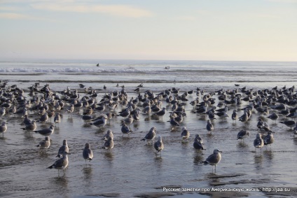 Plaja Malibu din California - notele rusești despre viața americană