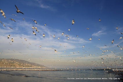 Plaja Malibu din California - notele rusești despre viața americană