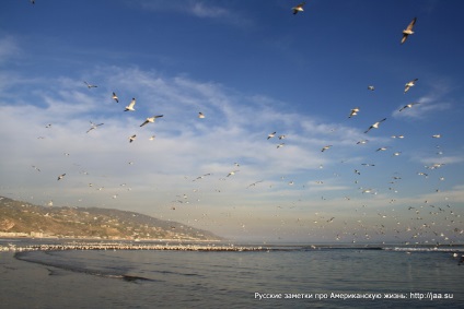 Plaja Malibu din California - notele rusești despre viața americană