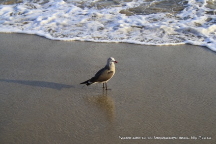 Plaja Malibu din California - notele rusești despre viața americană