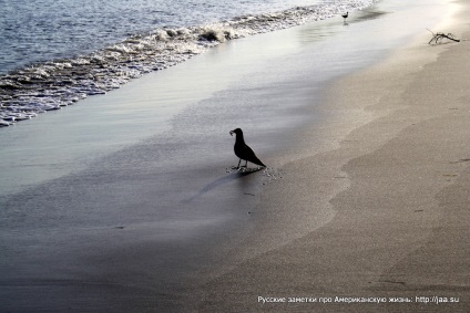 Plaja Malibu din California - notele rusești despre viața americană