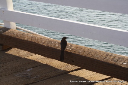 Plaja Malibu din California - notele rusești despre viața americană