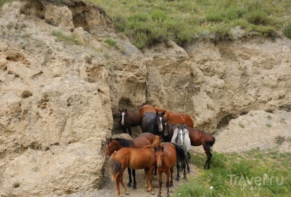 În Altai cu mașina