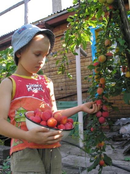 De ce prunele nu suportă răspunsurile experților