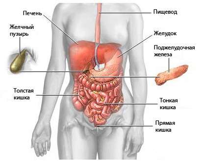 Pregătirea și ce arată mrt de organe abdominale