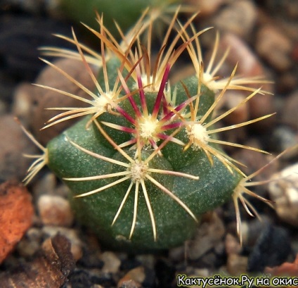 Pregătirea cactuselor pentru expedierea ambalajului cactus