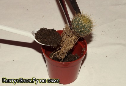 Pregătirea cactuselor pentru expedierea ambalajului cactus