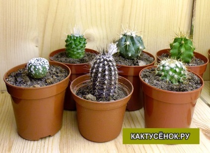 Pregătirea cactuselor pentru expedierea ambalajului cactus