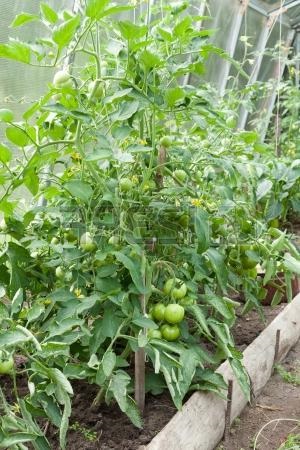 Adaos de tomate de drojdie