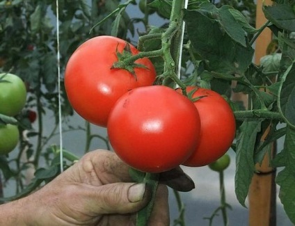 Adaos de tomate de drojdie