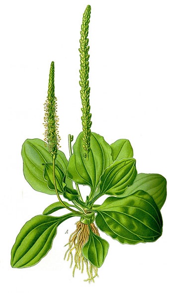 Planta mare (plantago major l