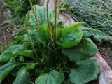 Planta mare (plantago major l