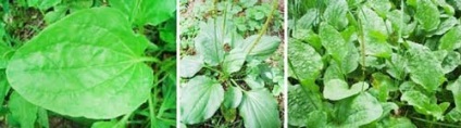 Plantain fotó plantain planta gyógynövény gyógynövény, birendeyka - erdei ólom