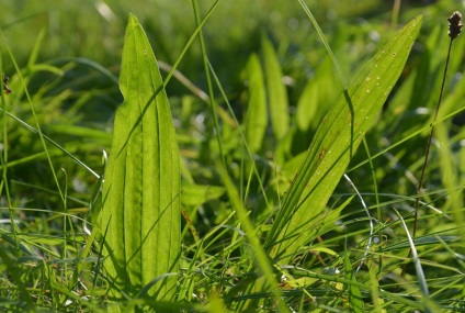 Planta proprietatile medicinale si contraindicatii seminte, suc, frunze, locul despre metode de tratament